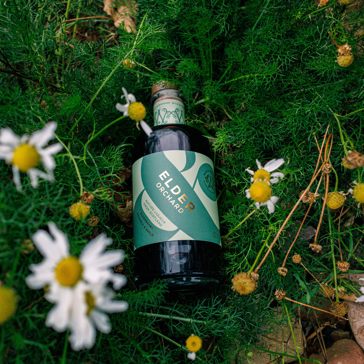 A bottle of Elder Orchard liqueur lying in long grass among wild daisies