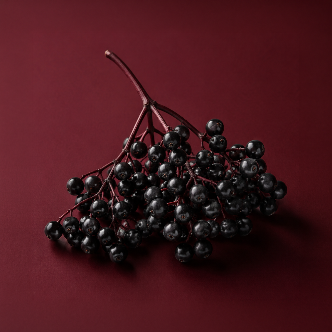 A cluster of glossy black elderberries on a dark red stem, photographed against a solid deep burgundy background.
