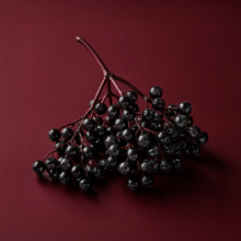 A cluster of glossy black elderberries on a dark red stem, photographed against a solid deep burgundy background.