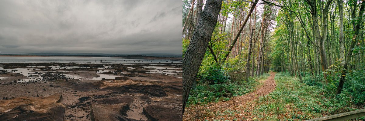A rocky shoreline beside a woodland path