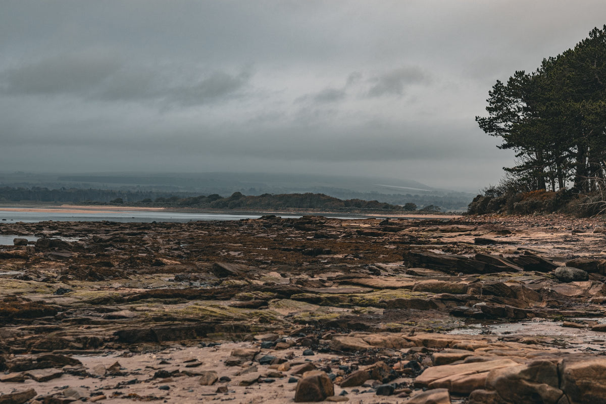 Rocks at low tide with Scots pines on the headland